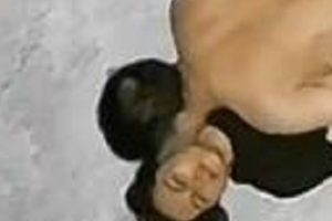 夫妻厨房搞笑监控合集1V268M，撞到上厕所的她，笑到肚子抽筋！